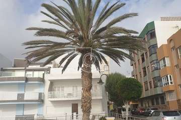 Poda y limpieza de las palmeras de Salinetas y Clavellinas/TA.